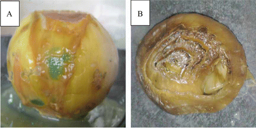 Figure 2.  Pathogenicity test of dry onion bulbs (Allium cepa) shows the colonization of soft rot pathogen. The infection symptoms developed along the outer fleshy scales of onion after 7 days of artificially inoculation with Pseudomonas aeruginosa (A). Water soaking (soft rot) developed gradually into inner part of onion bulbs (B).