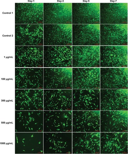 Figure 14 Fluorescence microscopy images of fluorescein diacetate-stained smooth muscle cells for the different doses of L-ascorbic acid (scale bar indicates 100 μm).