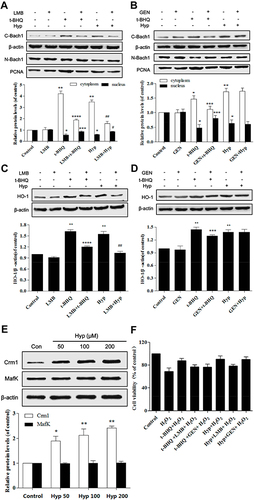 Figure 6 The effects of Hyp on Bach1 and Crm1 in L02 cells. (A) The effect of LMB on the protein expression of Bach1 in L02 cells. (B) The effect of GEN on the protein expression of Bach1 in L02 cells. (C) The effect of LMB on the protein expression of HO-1 in L02 cells. (D) The effect of GEN on the protein expression of HO-1 in L02 cells. (E) Dose-dependent effect of Hyp on the protein expression of Crm1 and MafK in L02 cells. (F) The effect of Hyp on the cell viability of L02 cells in the presence of H2O2 and LMB or GEN. H2O2: 100 μM. *P<0.05, **P<0.01 compared with control group or LMB/GEN group, ***P<0.05, ****P<0.01 as compared with t-BHQ group, #P<0.05, ##P<0.01 as compared with Hyp group.