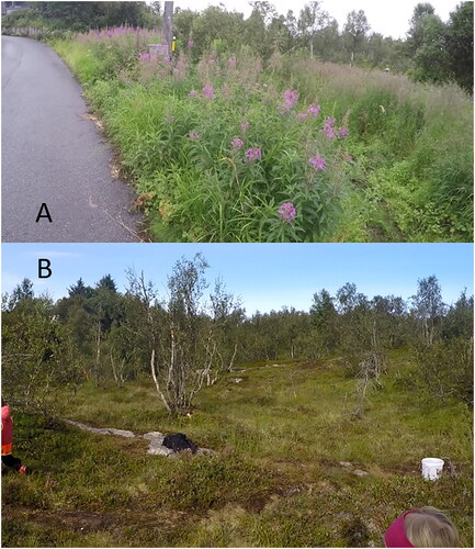 Figure 1. Pictures of the area where Rosebay Willowherb (A) and Crowberry (B) were harvested.
