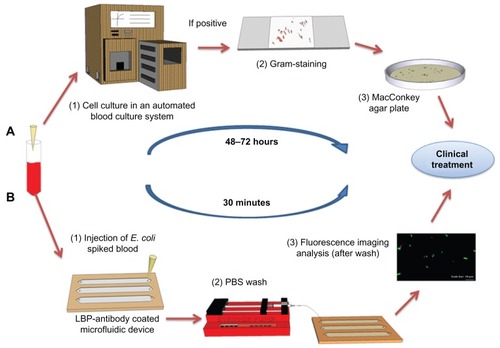 Figure 1 Comparison of the conventional culture method and the microchip based E. coli detection. (A) Conventional procedure for bacteria detection in clinical facilities. Blood sample collection. (1) Blood samples are incubated in an automated blood culture system. (2) Pathogen or bacteria grown on agar plate are subject to Gram-staining for differentiation between Gram-positive and negative strains. (3) The sample is sub-cultured into a nutrient-rich agar plate for the identification of the species and to determine the bacterial concentration. (B) POC testing approach for rapid detection. Blood sample collection (spiked with GFP-expressing E. coli BL21 stock as a model microorganism). (1) The blood sample is analyzed in microchannels functionalized with E. coli antibodies. E. coli were specifically captured by antibodies on the microchannel surface. (2) Unbound E. coli are washed away with PBS using a syringe micropump. (3) GFP-expressing E. coli are imaged/counted under a fluorescence microscope.Abbreviations: E. coli, Escherichia coli; GFP, green fluorescent protein; LBP, lipopolysaccharide binding protein; PBS, phosphate buffered saline; POC, point-of-care.