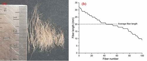 Figure 3. (A) Bauhinia vahlii fiber and (b) fiber length distribution of BVFs.
