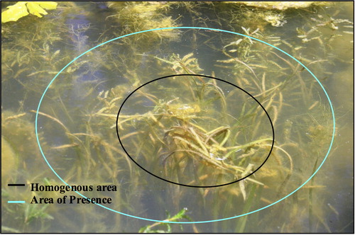 Figure 2. Example of plant growth assessment with area of presence and homogenous area of growth indicated. This site was planted with wild celery (Vallisneria americana).