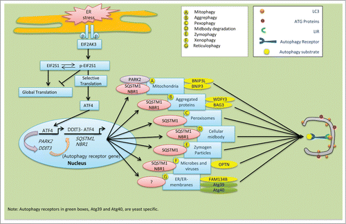 Figure 2. Schematic model of the speculative roles of ER stress components involved in selective autophagy in mammalian cells. During ER stress, EIF2AK3-dependent ATF4 translation and its interaction with DDIT3 in the nucleus stimulate expression of the autophagy receptor genes SQSTM1 and NBR1, which are ubiquitous. (A) ER-stress-mediated activation of ATF4 sustains the expression of PARK2. Damaged mitochondria recruit PARK2 as a degradation signal recognized by various autophagy receptors, including SQSTM1 and NBR1. (B) Following ER stress, upregulated SQSTM1 and NBR1 interacts with ubiquitin aggregates and enhance its selective clearance through aggrephagy. Autophagy receptor WDFY3 and BAG3 are also involved in aggrephagy.Citation185 (C) During pexophagy, SQSTM1 causes superfluous or damaged peroxisomes to cluster and subsequent be delivered into the growing selective phagophore.Citation220 (D) After cell division, midbody remnants are recognized by the autophagy receptors SQSTM1 and NBR1, which deliver them to the phagophore for degradation.Citation221 (E) The ubiquitin-binding protein SQSTM1 interacts with and traffics ubiquitinated zymogen granules to the nucleating phagophores.Citation222 (F) Ubiquitinated proteins interact with OPTN. The resulting autophagy receptor complex accelerates the selective autophagy flux of viruses, microbes, and other non-host entities.Citation223 (G) In mammals, the autophagy receptor FAM134B interacts with LC3 and GABARAP, and facilitates ER turnover by reticulophagy.Citation175 Similarly, yeast specific reticulophagy is Atg39 and Atg40 dependent.Citation224,225 However, the role of SQSTM1 and NBR1 in reticulophagy has not been clarified yet.