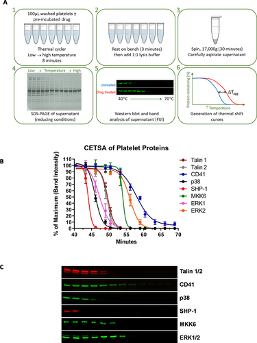 Figure 1. CETSA of platelet proteins. (A) schematic of the CETSA process; see main text for further details of each step. (B) Thermal shift curves for the indicated proteins were derived from Western blotting of the soluble protein fraction following heating to the indicated temperature. For each protein represented, N ≥ 4 platelet preparations from independent donors (mean ±S.E.M.) (C) Representative Western blots of the proteins screened.