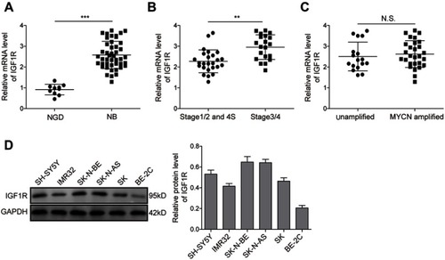 Figure 1 IGF1R expression is upregulated in NB tissues and cell lines. (A) Expression levels of IGF1R in NB tissues and NGD detected by qRT-PCR. (B) Expression levels of IGF1R in samples from stage 3/4 and stage 1/2 and 4S patients detected by qRT-PCR. (C) Expression levels of IGF1R in the samples from MYCN-amplified and unamplified patients detected by qRT-PCR. (D) Protein expression levels of IGF1R in different NB cell lines by Western blot analysis. **P<0.01, ***P<0.001.Abbreviations: NB, neuroblastoma; IGF1R, insulin-like growth factor 1 receptor; N.S., not significant.