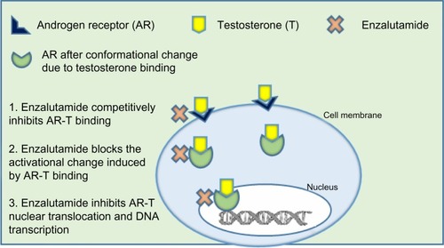 Figure 1 Mechanism of action of enzalutamide.