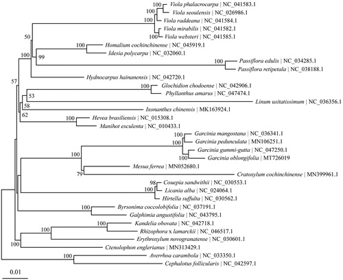 Figure 1. The Maximum-Likelihood (ML) tree based on 31 chloroplast genomes in order Malpighiales together with Averrhoa carambola and Cephalotus follicularis as the outgroups. Numbers above branches or near interior nodes are bootstrap support values based on 1000 replicates. Bootstrap support values lower than 50% are not shown.