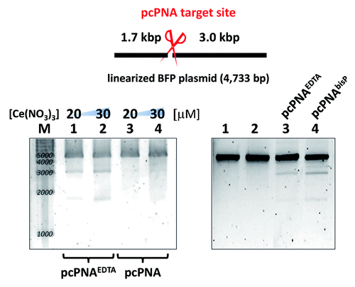 Figure 3. (A) Site-selective scission of linearized BFP plasmid DNA by pcPNAs with or without EDTA for the confirmation of its metal-coordination behavior. Lane M, 1,000 bp ladder; Lanes 1 and 2, EDTA-pcPNA-1/EDTA-pcPNA-2; Lanes 3 and 4, pcPNA-1/pcPNA-2. Reaction conditions: [linearized BFP plamid DNA] = 4 nM, [each of pcPNAs] = 100 nM, [Hepes (pH 7.0)] = 5 mM, [NaCl] = 100 mM and [Ce(NO3)3] = 20 μM (Lanes 1 and 3) or 30 μM (Lanes 2 and 4) at 50°C for 17 h under air. (B) Comparison of the effect of ligands introduced to the terminal of pcPNAs on the site-selective DNA scission by using Ce(III) salt. Lanes 1, DNA only; Lane 2, DNA + Ce(III); Lanes 3, EDTA-pcPNA-1/EDTA-pcPNA-2; Lane 4, bisP-pcPNA-1/ bisP-pcPNA-2. Reaction conditions: [linearized BFP plamid DNA] = 4 nM, [each of pcPNAs] = 100 nM, [Hepes (pH 7.0)] = 5 mM, [NaCl] = 100 mM and [Ce(NO3)3] = 30 μM at 50°C for 17 h under air.