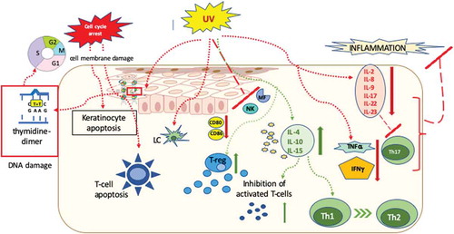 Figure 1. Mechanism of action of ultraviolet radiation in treating immune-mediated skin diseases.