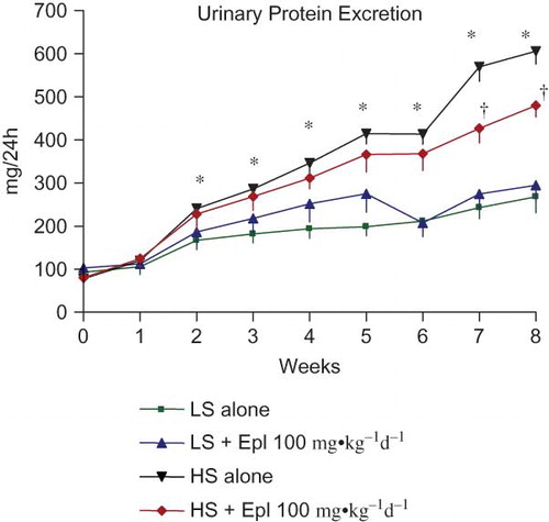 Figure 4. Time course of 24-h urinary protein excretion. Data are mean ± SEM (n = 8 for each group). Abbreviations: LS - low salt; HS - high salt; Epl - eplerenone. Urinary protein excretion was statistically significantly greater in the HS alone group than that in the LS alone group (*p < 0.05, HS alone vs. LS alone). Proteinuria was statistically significantly reduced in the HS + Epl 100 mg•kg−1d−1 group compared with the HS alone group in the 7th and 8th week of the study (†p < 0.05, HS + Epl 100 mg•kg−1d−1 vs. HS alone) (color figure available online).