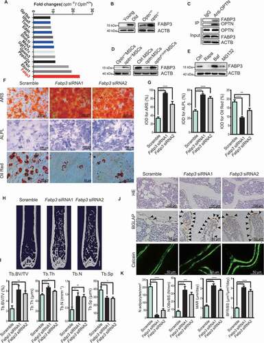 Figure 6. FABP3 is a downstream regulator of OPTN. (A) Mass spectrum showing FABP3 accumulated in bone tissue of optn–/ – mice. (B) Western blot of FABP3 expression in femora of each group. (C) Co-Immunoprecipitation showing FABP3 interacted with OPTN in mice bone tissue. (D) Western blot of FABP3 in MSCs isolated from femora of each group. (E) Western blot of FABP3 in MSCs treated with indicated compounds. (F-G) Representative images of alizarin red S staining (top), ALPL staining (middle), and oil red O staining (bottom) (F) and quantification of IOD (G) in optn–/ – MSCs overexpressing Scramble siRNA, Fabp3 siRNA1, or Fabp3 siRNA2 under osteogenic and adipogenic differentiation respectively. Scale bars: 200 μm (top, middle), 50 μm (bottom). n= 5 per group. (H-I) Representative μCT images (H), and quantitative μCT analysis of bone mass and microarchitecture (I) in femora of optn–/ – mice infected with lentivirus carrying Scramble siRNA, Fabp3 siRNA1, or Fabp3 siRNA2. Scale bar: 1 mm. n= 9 per group. (J-K) The representative of HE staining (top), BGLAP staining (middle), and calcein double labeling (bottom) (J) and quantification of N. adipocytes/mm2, N.OBs/BS, MAR, and BFR (K) in femora of optn–/–mice infected with lentivirus carrying Scramble siRNA, Fabp3 siRNA1 or Fabp3 siRNA2. Scale bars: 100 μm (top), 50 μm (middle, bottom). n= 5 per group. All data are presented as mean ± sd. **P< 0.05, **P< 0.01, *** P< 0.001, **** P< 0.0001 by one-way ANOVA with Dunettee’s post hoc test