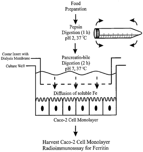 Figure 1. Experimental protocol on cell culture.