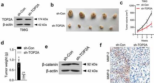 Figure 5. Silencing of TOP2A suppresses T98G cell growth in vivo. (a) Western blot analysis of TOP2A expression in sh-Con or sh-TOP2A stably transfected T98G cells. (b) Photographs of the harvested xenograft tumors at 28 days post-implantation. (c-d) The volumes and weights of tumors from tumor-bearing nude mice injected with sh-Con or sh-TOP2A transfected T98G cells. (e) The levels of β-catenin expression in tumor tissues formed from sh-Con or sh-TOP2A transfected T98G cells were determined by immunoblotting. (f) IHC staining of MMP-2/9 in tumor tissues. Scale bar: 100 μm. **P < 0.01 compared with sh-Con.