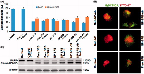 Figure 6. Effects of NP-SFB-Ab-induced ROS on apoptosis. PARP and cleaved PARP protein expression levels were detected by Western blotting after treatment with different drugs in combination with or without 100 μM trolox (reactive oxygen scavenger) for 24 hours. The values in (A) represent the mean ± SD from three independent samples. (B) Western blotting to detect PARP and cleaved PARP protein expression levels, β-actin levels were used as loading control. (C) The fluorescence intensity of H2DCF-DA of different group HepG2 cells treated with different drugs for 24 hours.