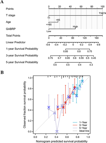 Figure 3 Establishment of a nomogram for LUSC patients. (A) A nomogram for assessing the survival probability of 1-year, 3-year, and 5-year for LUSC. (B) Calibration curve of the prognostic risk model.