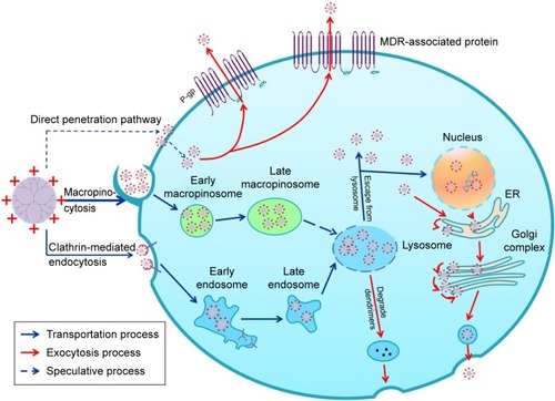 Figure 11 Schematic diagram showing the intracellular transportation (blue arrows) and exocytosis processes (red arrows) of PAMAM-NH2 in MCF-7/ADR cells.Abbreviations: ER, endoplasmic reticulum; MDR, multidrug resistance; P-gp, P-glycoprotein.