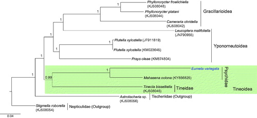 Figure 1. Phylogenetic tree of Ditrysia (Tineoidea, Gracillarioidea, Yponomeutoidea), including E. variegata. The tree was constructed using nucleotide sequences of 13 protein-coding genes and two rRNAs with the Bayesian inference (BI) method. The numbers at each node specify Bayesian posterior probabilities. Scale bar indicates the number of substitutions per site. Astrotischeia sp. (Nepticuloidea; Tischeriidae) and Stigmella roborella (Nepticuloidea; Nepticulidae) were used as outgroups. GenBank accession numbers are as follows: Mahasena oolona, KY856825 (Li et al. Citation2017); Tineola bisselliella, KJ508045 (Timmermans et al. Citation2014); Phyllonorycter platani, KJ508044 (Timmermans et al. Citation2014); P. froelichiella, KJ508048 (Timmermans et al. Citation2014); Cameraria ohridella, KJ508042 (Timmermans et al. Citation2014); Prays oleae, KM874804 (van Asch et al. Citation2014); E. variegata, MH574939 (This study); Leucoptera malifoliella, JN790955 (Wu et al. Citation2012); Plutella xylostella, JF911819 (Wei et al. Citation2013); P. xylostella, KM023645 (Dai et al. Citation2016); Astrotischeria sp., KJ508056 (Timmermans et al. Citation2014); and Stigmella roborella, KJ508054 (Timmermans et al. Citation2014).