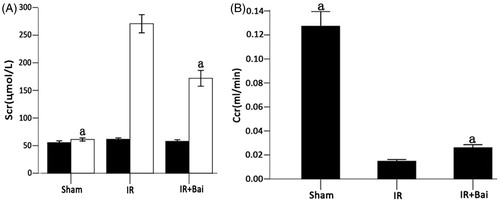 Figure 1. Changes in Scr before (▪) and 24 h after (□) ischemia–reperfusion injury and Ccr in rats after renal ischemia–reperfusion injury. (A) Ischemia–reperfusion injury and treatment with saline vehicle resulted in significant elevation of the Scr level after 24 h. Treatment with Bai after ischemia–reperfusion injury (IR + Bai) reduced the impairment of kidney function compared with the IR group (one-way ANOVA test; a p <  0.05; compared with the sham group; n = 8). A right nephrectomy without ischemia of the contralateral kidney (sham) did not increase the Scr level after 24 h. (B) IR-induced decreases in the Ccr. Treatment with Bai increased the Ccr (one-way ANOVA test; a p <  0.05, compared with the IR group; n = 8).