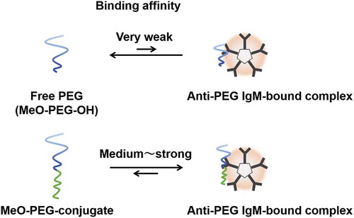 Figure 4. Schematic images of equilibrium between an anti-PEG IgM-bound complex and (a) free PEG (MeO-PEG-PH) and (b) PEG-conjugate (MeO-PEG-conjugate). Binding affinity of MeO-PEG conjugate is a counterpart block of PEG-conjugates’ hydrophobicity-dependent.