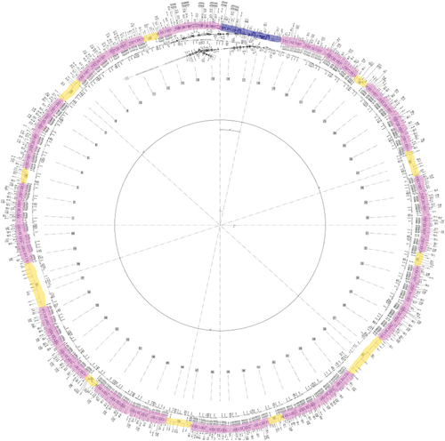 Fig. 1. Classification of the SLS storage ring from a clearance point of view. The blue and yellow areas require an individual approach to their clearance, and the area marked with purple is subject to the generalized dismantling and clearance approach.