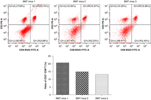 Figure 1. BMT Rag1−/− mice are established successfully. The ratio of CD3 + CD8+ T-cells was significantly increased in three randomly selected BMT Rag1−/− mice, indicating the successful establishment of BMT Rag1−/− mice.BMT: Bone marrow transplant; Rag: Recombination activating gene.