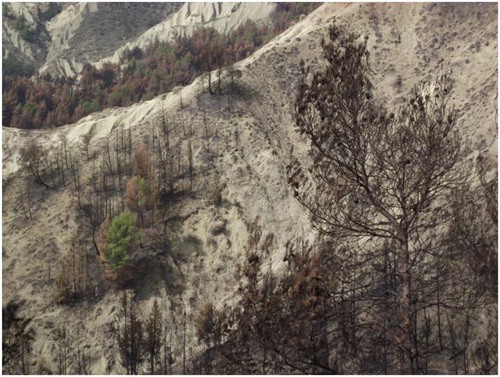 Figure 3. Soil erosion after wildfire (Pisticci, Basilicata).