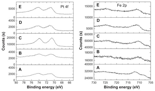 Figure 3 XPS spectra of Pt and Fe elements in the FePt NPs synthesized at different Fe/Pt molar ratios and with different surface coatings.Notes: (A) Fe60Pt40-OA/OA; (B) Fe45Pt55-OA/OA; (C) Fe27Pt73-OA/OA; (D) Fe60Pt40-Cys; (E) Fe24Pt76-Cys.Abbreviations: XPS, X-ray photon spectroscopy; OA/OA, oleic acid/oleylamine; Cys, cysteine.