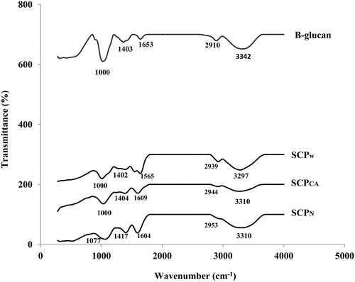 Figure 3. FTIR spectra of CKC soluble polysaccharides after extraction using water (SCPW), citric acid (SCPCA) and NaOH (SCPN).