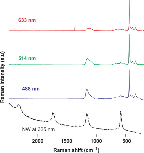 Figure 3. Raman spectra of ZnO powder excited with different laser wavelengths. The multiphonon ZnO nanowire resonant spectra are used for comparison.