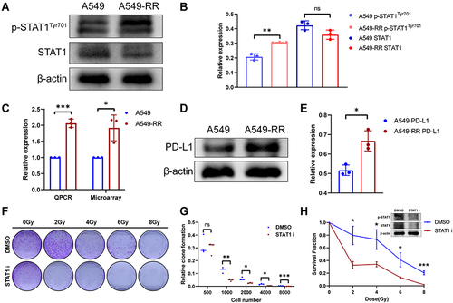 Figure 5 Effects of STAT1 inhibitor on radiotherapy resistance. (A) The expression levels of total STAT1 and p-STAT1 (Y701). (B) Relative expression of STAT1 and p-STAT1. (C) Relative expression of PD-L1. (D) The expression levels of PD-L1. (E) Quantification of PD-L1 expression. (F) A549-RR cells were planted and incubated with STAT1 inhibitor (S1491, Selleck, 2μg/mL, 24h) followed by radiotherapy and then cultured for 2 weeks. (G) Clone formation rate according to D, the results were calculated according to the ratio of clone number to inoculated cell number. (H) Survival fraction according to D. *p < 0.05, **p < 0.01, ***p < 0.001.