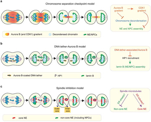 Figure 2. Models for NE/NPC assembly on mis-segregated chromosomes. (a) The chromosome separation checkpoint model: NE and NPC assembly is locally delayed on chromosome regions in proximity to the midzone phosphorylation gradient of Aurora B and CDK1 (see section 5 for details). Under this model, Aurora B activity inhibits NE/NPC assembly by enforcing chromosome condensation. In addition, NE/NPC assembly is inhibited by a gradient of CDK1 activity that mirrors the Aurora B gradient. The chromosome separation checkpoint model was proposed to correct mis-segregated chromosomes. Under this model, mis-segregated lagging chromosomes can be reintegrated through the inner core membrane gaps of the reforming primary nucleus. Accordingly, as the outer core is located furthest to the midzone Aurora B, it is expected to be the first region to assemble NE/NPC as illustrated in the cartoon here. However, at least in some human cell lines, the outer core is often depleted for NPCs during NE assembly (see c). (b) The ‘DNA tether-Aurora B model’: NE/NPC assembly is not delayed on the intact lagging chromosome, but it is specifically delayed on acentric fragments that are connected to the main chromosome mass by DNA tethers. Under this model, the pool of Aurora B coating on DNA tethers inhibits NE/NPC assembly by blocking HP1 recruitment (see section 5 for details). (c) The ‘spindle inhibition model’: on lagging chromosomes, the non-core NE (with NPCs) assembly is inhibited by the mitotic spindle whereas the core NE assembly is either not affected or less affected