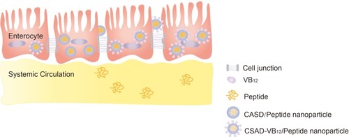 Scheme 3 Proposed schematic presentation of CASD-VB12/Insulin nanoparticles permeating through monolayer of intestinal enterocytes.