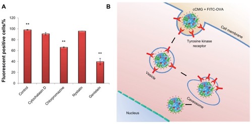 Figure 6 (A) Inhibition study by flow cytometry using various inhibitors of endocytosis. Results are expressed as the percentage of fluorescent positive cells. Control cells were treated with cCMG complexed with FITC-OVA only; **P < 0.01. (B) OVA-specific antibody titers after an intraperitoneal injection of free OVA and cCMG complexed with OVA in mice on day 7 after the first vaccination and day 21 after the first booster dose, by endpoint ELISA.Notes: The results are expressed as the mean ± SD of three independent experiments. Significant differences between the groups: **P < 0.01.Abbreviations: cCMG, cationic cholesterol-modified gelatin; FITC-OVA, fluorescein isothiocyanate-labeled ovalbumin; OVA, ovalbumin; rhG, recombinant human gelatin; SD, standard deviation.