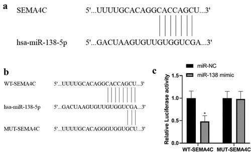 Figure 1. Detection of miR-138 and SEMA4C gene binding sites. Note: (a) Results of bioinformatics software for miR-138 and SEMA4C gene binding sites; (b) Construction of WT-SEMA4C and MUT-SEMA4C; (c) miR-138 targeted regulation SEMA4 luciferase experimental results; *P< 0.05, compared with the miR-NC group