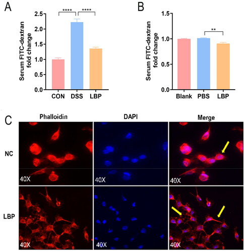 Figure 6. LBP treatment decreased intestinal permeability in vivo and Caco-2 cell monolayer permeability in vitro. (A) The gut barrier permeability of the DSS and LBP groups was measured by detection of FD4 in serum 3 h post FD4 gavage. (B) Effect of LBP on Caco-2 cell monolayer permeability to FD4. (C) The F-actin filaments of Caco-2 cells were labeled with Alexa Fluor 594-phalloidin after treatment with 400 μg/mL LBP for 24 h. Scale bar = 50 μm. NC: negative control. Statistical analysis was performed using one-way ANOVA (post hoc analysis: Tukey’s multiple comparison test). Data indicate the mean ± SEM. **p < 0.01, ****p < 0.0001.