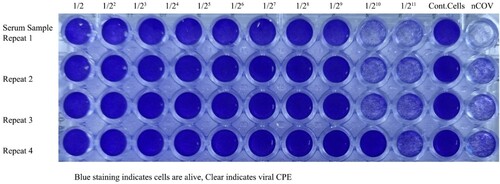Figure 10. Microneutralization analysis of Balb/c mice Nab(s) was carried out in 96 well plates coated by Vero CCL-81 cells. The assay was performed on 0,7,21, and 35 days after the first immunization, neutralized by 100 TCID50 SARS-CoV-2 viruses, incubated for 4 days, fixed, and stained with crystal violet to visualize. The first 10 well columns belong to two-fold dilutions of Nab, the 11th well columns are the negative control, and the 12th well columns are positive virus controls. Each of the samples was performed in the well-plate at four repeat