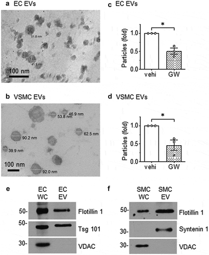 Figure 1. Morphology of EVs released from rat aortic EC and VSMC. Rat aortic EC (a) and VSMC (b) were cultured under serum-free conditions. EVs released into the media were isolated by ultracentrifugation, fixed to Formvar carbon-coated copper grids, stained and observed under transmission electron microscopy. Images were taken at either 200,000 (a) or 80,000 (b) magnification. (c) ECs or (d) VSMCs were cultured with serum-free DMEM containing GW4869 (GW: 20 μmol/L) or the vehicle (vehi: DMSO 0.1%) for 48h. EVs were isolated from the culture media and NanoSight (NS300 NTA) analysis was used to determine the ratio of released EV particles. The bars in the graphs show the mean±SEM from three independent experiments. (e and f) Immunoblot analysis of equal loading of EC and VSMC whole cell lysates (WC) and EV preparations. Tsg 101; tumour susceptibility gene-101, VDAC; voltage-dependent anion-selective channel-1. Representative data are shown from three independent experiments. c* indicates p < 0.05.