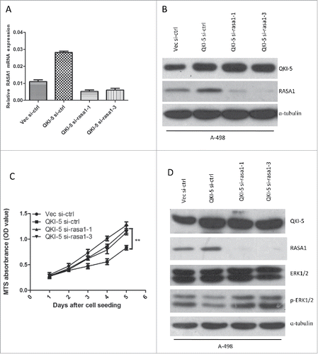 Figure 4. QKI-5 inhibits the proliferation of ccRCC cells via regulating RASA1 and the RAS-MAPK signaling pathway. (A and B) QKI-5-expressing and control A-498 cells were transiently transfected with RASA1siRNA (si-rasa1-1,si-rasa1-3) or scrambled control siRNA (si-ctrl). RASA1 expression levels were evaluated by real-time qPCR assays (A) and immunoblotting analysis(B). (C) MTS analysis of cell proliferation in A-498 cells described in A. (** p,0.01, Student's t-test). (D) Immunoblotting was used to assess the regulatory effect of QKI-5 and RASA1 in the regulation of RAS signaling pathway.