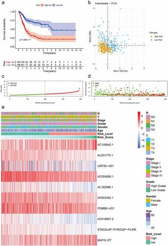 Figure 2. Construction and validation of hypoxia-associated prognostic lncRNA signature. (a) Kaplan–Meier analysis showed that the overall survival of patients in the low-risk groups were longer than those in the high-risk groups in the TCGA database. (b) Principal components analysis based on the hypoxia lncRNAs signature demonstrated that two distinctly different distribution patterns between high-risk and low-risk groups. (c) Distribution of risk scores of patients with different risk scores based on the hypoxia-related lncRNA prognostic signature (d) Scatter plot showed that patients with lower risk scores had better survival and lower mortality risk. (e) Multigroup heatmap of the hypoxia lncRNA signature showed that AC105942.1 and MAFG-DT increased notably with the increment of risk scores, while the expressions of AL031775.1, USP30-AS1, AC024060.1, AL162586.1, AP003352.1, PSMB8-AS1, AC016957.2, and STAG3L5P-PVRIG2P-PILRB decreased distinctly