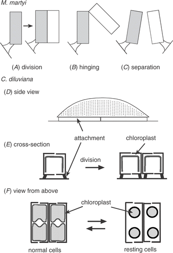 Fig 5. Diagram (not to scale) of how the stalked species Martyana martyi divides (A), the daughter cells ‘hinge’ to bridge the gap between grains (B), and finally separate (C). This contrasts with Cymbellonitzschia diluviana: (D) side view of cell and secreted mucilage from the raphe (along the ventral side); (E) cross-section of cell before and after division, showing position of mucilage attachment and arrangement of the flattened chloroplast; (F) view from above showing shape of chloroplasts in both normal and resting cells.