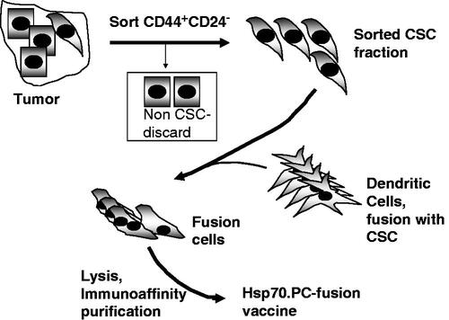 Figure 1. Preparation of HSP-fusion vaccine from CSC. The tumour is depicted as a colony of cells containing CSC (spindle/mesenchymal shape) and more differentiated cells (cuboid shape). To prepare vaccine, cells are disaggregated and CSC are sorted by cell surface phenoptype (CD44+ CD24−) using fluorescence-labelled monoclonal antibodies and cell sorting by fluorescence activated cell sorting. CSC are then fused to autologous DC by the polyethylene glycol approach as described in Wang et al. [Citation19], leading to formation of fusion cells. Fusion cells can be used as vaccine in this state or lysed and the HSP fusion vaccine is prepared using Hsp70 antibody immunoaffinity chromatography as in Wang et al. [Citation19].