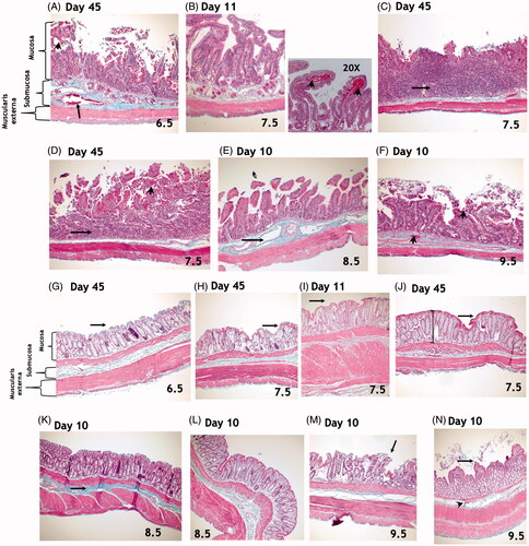 Figure 8. Top Panel: Masson’s trichrome staining of the small intestine. There were no significant differences in radiation-induced effects in the duodenum, jejunum, or ileum. (A) Microscopic exam of small intestines from animals exposed to 6.5 Gy TBI and surviving to day 45 reveals dilation of submucosal blood vessels (arrow), elongation of crypts, loss of surface epithelial cells, and mucosal hemorrhage (arrow head). (B) Findings in animals exposed to 7.5 Gy and euthanized during the second week included intact villi but with loss of epithelial cells, particularly at the tips along the length of the small intestine. Mucosal hemorrhage (arrowheads in 20X photomicrograph) was also a histological feature at this time. (C–D) At 45-days post-exposure to 7.5 Gy TBI, complete loss of villi and crypts with replacement by inflammatory infiltrate (arrows) and mucosal hemorrhage (arrowhead) were observed, suggesting persistent GI damage. (E) Damage to the small intestine was variable among animals in the 8.5 to 9.5 Gy arms that expired prior to the study endpoint of 45-days. Findings include evidence of submucosal edema and vasodilation (arrow, E). (F) Epithelial sloughing, loss of villi and crypts, mucosal and submucosal hemorrhage (arrowheads) were observed. All images were taken at 10x magnification, unless otherwise noted above. Bottom Panel: Masson’s trichrome staining of the colon. Overall, there was less damage to the colon than to the small intestines at all radiation doses. Animals exposed to 6.5 or 7.5 Gy TBI and surviving to day 45 had mostly intact epithelial layers in the colon (arrows, G-J). Findings included abnormal crypts (I, J) and increased mucosal depth (shown by lines in J). In animals exposed to 8.5 and 9.5 Gy, damage to the colon was somewhat variable. Findings included increased deposition of collagen strands in the submucosa (K, arrow), loss of surface epithelial cells (arrows, L, M) and disorganized crypts (L - N). All images were taken at 10x magnification, unless otherwise noted above.