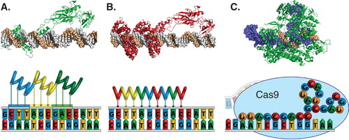 Figure 1. Technologies for engineering programmable DNA-binding proteins, including (A) zinc finger proteins, (B) TALEs and (C) CRISPR/Cas9. (Top) Representative crystal structures of a (A) zinc finger protein (PDB 1P47) or (B) TALE (PDB 3UGM) fused to the p65 transcriptional activation domain (PDB 2RAM) or (C) Cas9 (green) bound to a gRNA (blue) and the corresponding DNA target site (brown) (PDB 4OO8). (Bottom) Zinc finger proteins and TALEs recognize their target sequences through non-covalent protein-DNA interactions with 3 bp or 1 bp per repeat domain, respectively. The CRISPR system consists of a complex of the gRNA and the Cas9 protein that recognizes its genomic target sequence by complementary base pairing of the gRNA (spheres) to the chromosomal DNA.