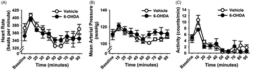 Figure 7. Cardiovascular responses to novel stress in chronically stressed vehicle- and 6-hydroxydopamine (6-OHDA)-treated rats. Heart rate (A), mean arterial pressure (MAP) (B) and locomotor activity (C) of vehicle and 6-OHDA rats in response to novel exposure to the elevated plus maze (EPM) following chronic variable stress (CVS). Heart rate and MAP were increased slightly after the EPM exposure, with increased locomotor activity. There were no significant differences between the vehicle- and 6-OHDA treated rats. Data are expressed as mean ± SEM with n = 5–6 per group.