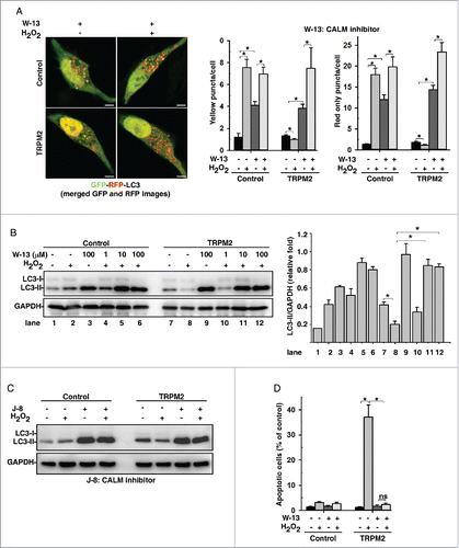 Figure 3. CALM/calmodulin is required for ROS-TRPM2-Ca2+-mediated autophagy inhibition. (A) and (B) Treatment with W-13 (100 μM), a CALM inhibitor, rescued the H2O2 (75 μM)-mediated decrease in LC3-II (B) and induced the formation of RFP-GFP-LC3-II puncta (A) in TRPM2-expressing HeLa cells. Quantification of both yellow and red-only puncta/cell are expressed as mean ± SD, n = 3 (total of 40–50 cells), *, P < 0.05. Scale bar: 5 μm. (C) Treatment with J-8 hydrochloride (100 μM), a CALM inhibitor, rescued the H2O2 (75 μM)-mediated decrease in LC3-II in TRPM2-expressing HeLa cells. (D) Treatment of cells with W-13 (100 μM), a CALM inhibitor, abolished H2O2-induced apoptosis in TRPM2-expressing HeLa cells. Quantification of TUNEL assay is presented as TUNEL-positive cells: DAPI-stained cells ± SD, n = 3 (100–150 cells per experiment), *, P < 0.05.