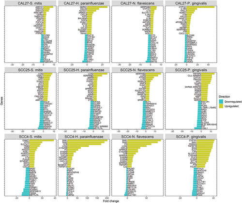 Figure 2. Top differentially expressed genes (DEGs). The 15 top upregulated and 15 top downregulated genes in each co-culture. DEGs were identified as described in the text and legend of Figure 1.