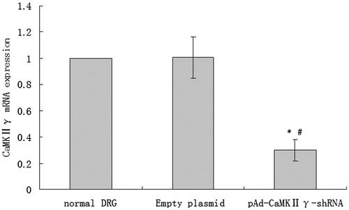 Figure 8. The expression of CaMKIIγ mRNA (mean ± sd, n = 6). *P < 0.01 versus normal DRG cells, #P < 0.01 versus empty plasmid DRG cells.