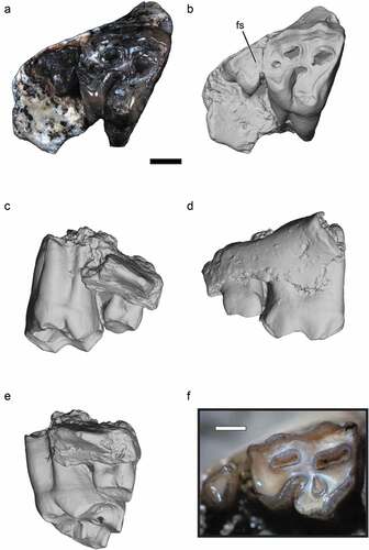 Figure 2. Nsungwe formation Myohyracine. Photograph (A) and digital renderings (B–E) of the late Oligocene Rukwasengi butleri (RRBP 05409, holotype) upper right molars (M2-3) in occlusal (A, B), lingual (C), buccal (D), and posterior (E) views. Photograph of Myohyrax oswaldi (KNM-RU 3763) in occlusal view (F) for reference. The lead line to “fs” calls out the small fossette on M3. Scale bars equal 1 mm.