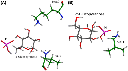Figure 5. Two MOE geometries representative of energetic minima whereby Pi and a glucopyranose concomitantly bind in the β-Val1 pocket of HbA.